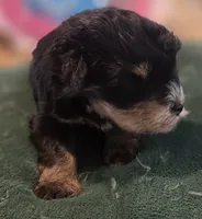 Black and Tan Boy Blue eyes , a male Miniature Schnauzer for sale in Fayetteville, NC – 9 of 9