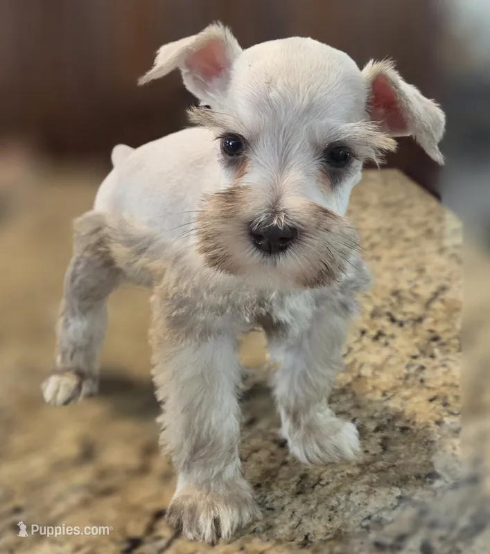 Chocolate pepper parti Boy  – Miniature Schnauzer puppy for sale in Fayetteville, NC