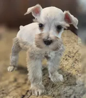 Cream boy , a male Miniature Schnauzer for sale in Fayetteville, NC – 1 of 4