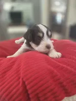 Rosie's Boy LP, a male Miniature Schnauzer for sale in Fayetteville, NC – 7 of 7