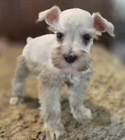 Cream boy , a male Miniature Schnauzer for sale in Fayetteville, NC – 3 of 4