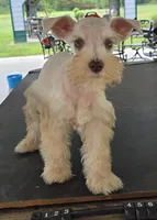 Discounts available to motivated buyers , a male Miniature Schnauzer for sale in Fayetteville, NC – 6 of 9