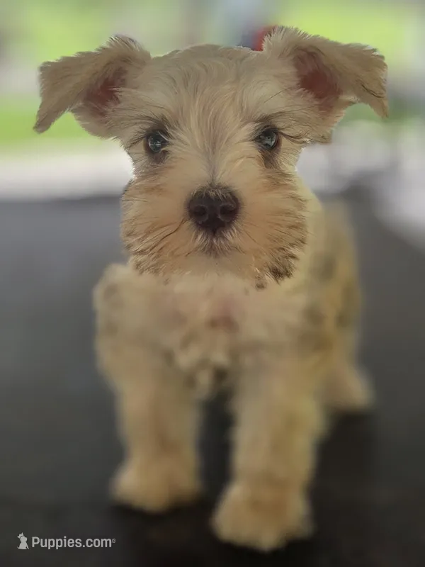 Cream boy  – Miniature Schnauzer puppy for sale in Fayetteville, NC