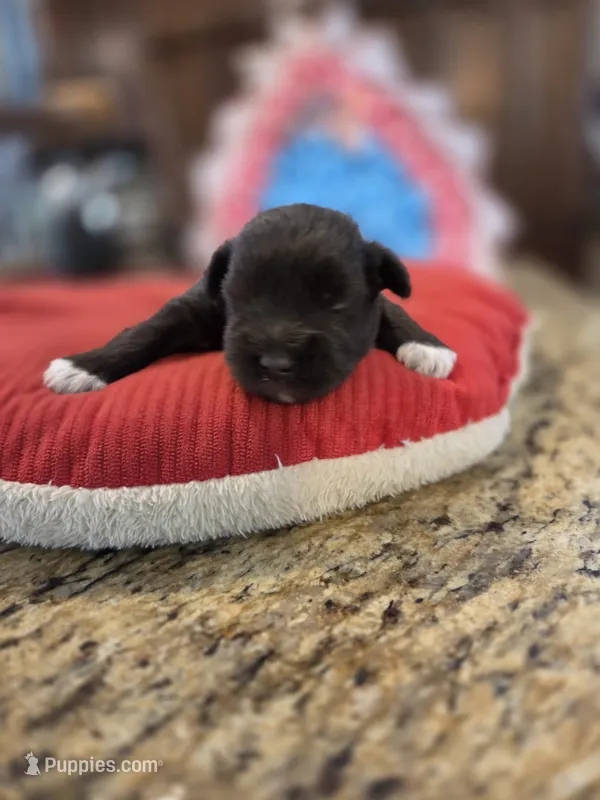 Chocolate girl  – Miniature Schnauzer puppy for sale in Fayetteville, NC