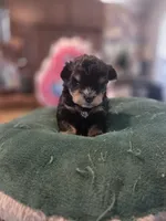 Black and Tan Boy Blue eyes , a male Miniature Schnauzer for sale in Fayetteville, NC – 6 of 9