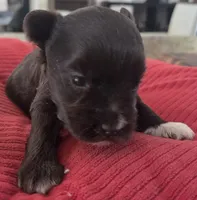 Chocolate girl , a female Miniature Schnauzer for sale in Fayetteville, NC – 6 of 10