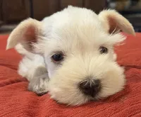 White Girl Chocolate nose 1 blue eye, a female Miniature Schnauzer for sale in Fayetteville, NC – 2 of 8