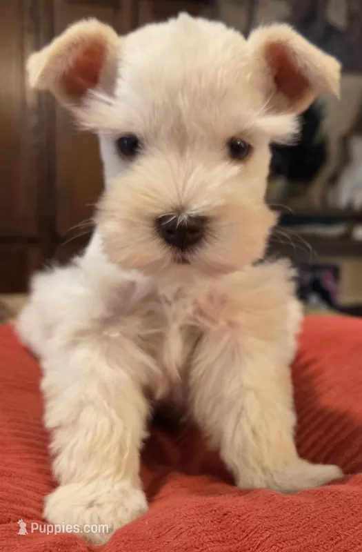 White Girl Chocolate nose 1 blue eye – Miniature Schnauzer puppy for sale in Fayetteville, NC