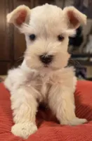 White Girl Chocolate nose 1 blue eye, a female Miniature Schnauzer for sale in Fayetteville, NC – 1 of 8
