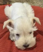 White Girl Chocolate nose 1 blue eye, a female Miniature Schnauzer for sale in Fayetteville, NC – 7 of 8