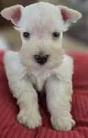 White Girl Chocolate nose blue eyes, a female Miniature Schnauzer for sale in Fayetteville, NC – Photo 8 of 10