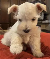 White Girl Chocolate nose 1 blue eye, a female Miniature Schnauzer for sale in Fayetteville, NC – 3 of 8