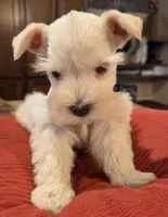 White Girl Chocolate nose 1 blue eye, a female Miniature Schnauzer for sale in Fayetteville, NC – 8 of 8