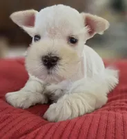 White Girl Chocolate nose blue eyes, a female Miniature Schnauzer for sale in Fayetteville, NC – Photo 1 of 10