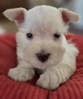 White Girl Chocolate nose blue eyes, a female Miniature Schnauzer for sale in Fayetteville, NC – Photo 2 of 10