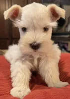White Girl Chocolate nose 1 blue eye, a female Miniature Schnauzer for sale in Fayetteville, NC – 6 of 8