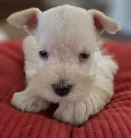 White Girl Chocolate nose blue eyes, a female Miniature Schnauzer for sale in Fayetteville, NC – Photo 6 of 10