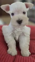 White Girl Chocolate nose blue eyes, a female Miniature Schnauzer for sale in Fayetteville, NC – Photo 10 of 10