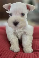 White Girl Chocolate nose blue eyes, a female Miniature Schnauzer for sale in Fayetteville, NC – Photo 3 of 10