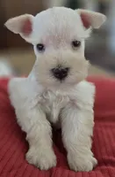 White Girl Chocolate nose blue eyes, a female Miniature Schnauzer for sale in Fayetteville, NC – Photo 4 of 10