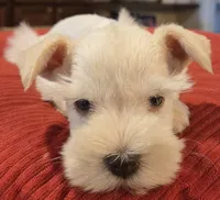 White Girl Chocolate nose 1 blue eye, a female Miniature Schnauzer for sale in Fayetteville, NC – 4 of 8