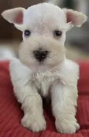 White Girl Chocolate nose blue eyes, a female Miniature Schnauzer for sale in Fayetteville, NC – Photo 7 of 10