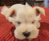 White Girl Chocolate nose 1 blue eye, a female Miniature Schnauzer for sale in Fayetteville, NC – 5 of 8
