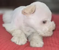 White Girl Chocolate nose blue eyes, a female Miniature Schnauzer for sale in Fayetteville, NC – Photo 5 of 10