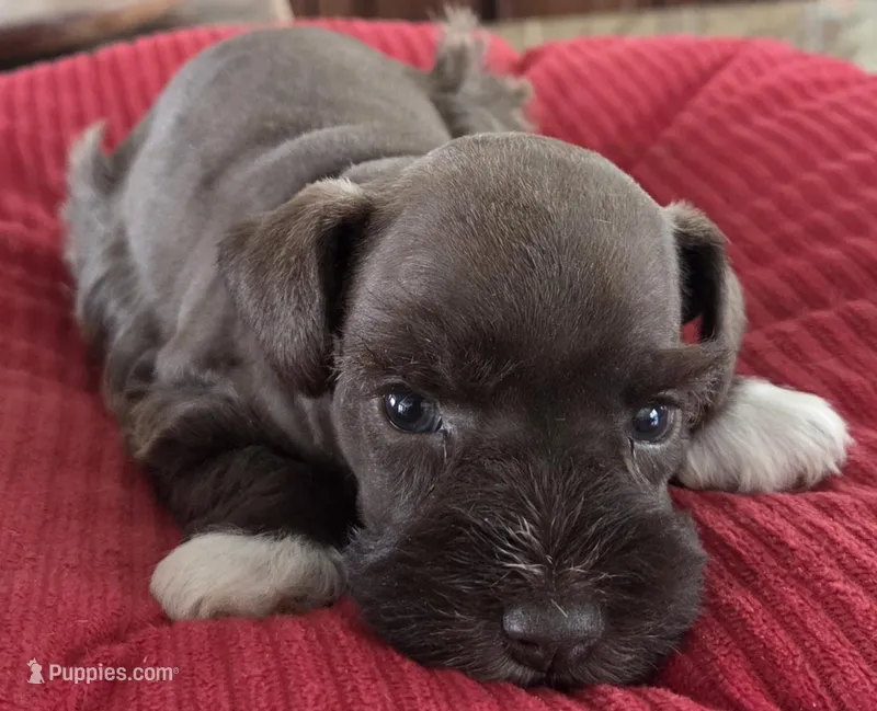 Chocolate girl 1 – Miniature Schnauzer puppy for sale in Fayetteville, NC
