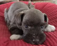 Chocolate girl 1, a female Miniature Schnauzer for sale in Fayetteville, NC – Photo 1 of 4