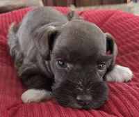 Chocolate girl 1, a female Miniature Schnauzer for sale in Fayetteville, NC – Photo 2 of 4