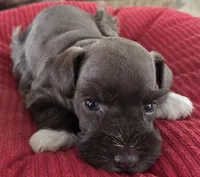 Chocolate girl 1, a female Miniature Schnauzer for sale in Fayetteville, NC – Photo 3 of 4