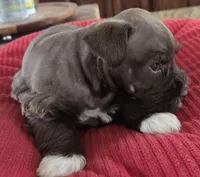 Chocolate girl 1, a female Miniature Schnauzer for sale in Fayetteville, NC – Photo 4 of 4