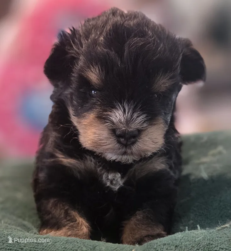 Black and Tan Boy Blue eyes  – Miniature Schnauzer puppy for sale in Fayetteville, NC