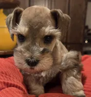Rosie's girl Red/Sable Pepper , a female Miniature Schnauzer for sale in Fayetteville, NC – 5 of 9