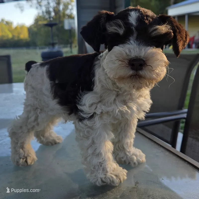 Rosie's Boy  BP – Miniature Schnauzer puppy for sale in Fayetteville, NC