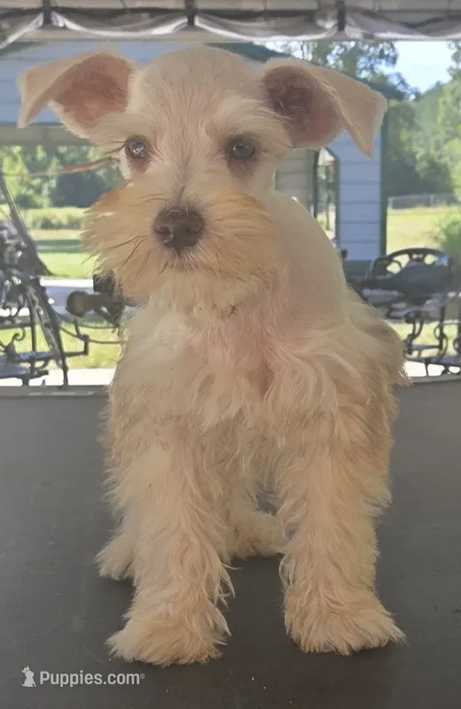 Discounts available to motivated buyers  – Miniature Schnauzer puppy for sale in Fayetteville, NC