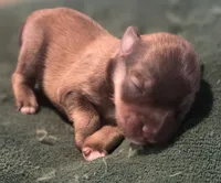 Chocolate pepper boy, a male Miniature Schnauzer for sale in Fayetteville, NC – 2 of 2