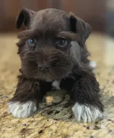 Chocolate girl , a female Miniature Schnauzer for sale in Fayetteville, NC – 4 of 9