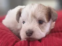 Rosie's girl Parti, a female Miniature Schnauzer for sale in Fayetteville, NC – 1 of 5