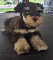 Chocolate & Tan girl , a female Miniature Schnauzer for sale in Fayetteville, NC – 2 of 10