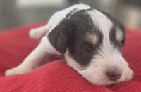 Rosie's Boy LP, a male Miniature Schnauzer for sale in Fayetteville, NC – 4 of 7
