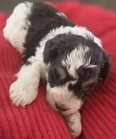Rosie's Boy  BP, a male Miniature Schnauzer for sale in Fayetteville, NC – 10 of 10
