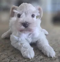 White Girl , a female Miniature Schnauzer for sale in Fayetteville, NC – 2 of 8
