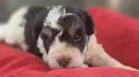 Rosie's Boy  BP, a male Miniature Schnauzer for sale in Fayetteville, NC – 3 of 10