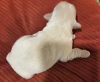 White Boy, a male Miniature Schnauzer for sale in Fayetteville, NC – Photo 4 of 4