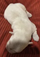 White Boy, a male Miniature Schnauzer for sale in Fayetteville, NC – Photo 2 of 4