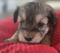 Rosie's girl Liver Pepper , a female Miniature Schnauzer for sale in Fayetteville, NC – 6 of 7