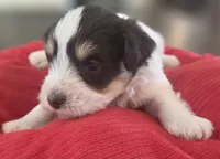 Rosie's Boy LP, a male Miniature Schnauzer for sale in Fayetteville, NC – 5 of 7