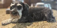 Pepita, a female Miniature Schnauzer for sale in Fayetteville, NC – 5 of 10